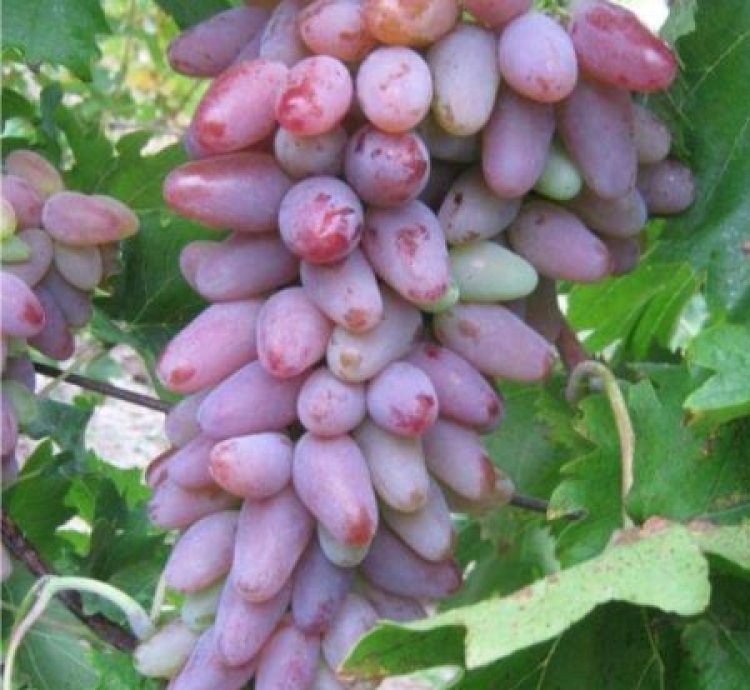 Oscar Grape Plant Seedling