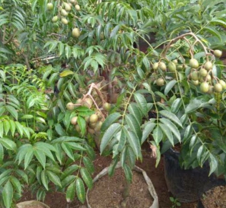 Dondong Fruit Plant Seedling