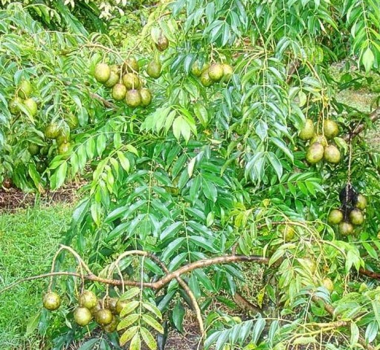 Dondong Fruit Plant Seedling