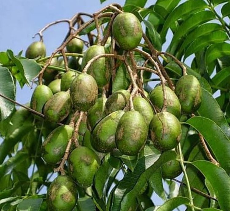 Dondong Fruit Plant Seedling