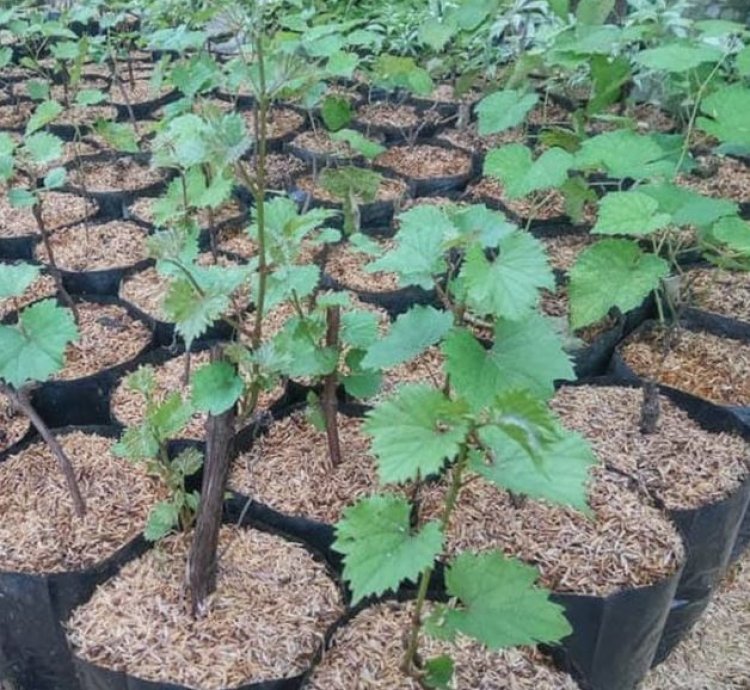 Jupiter Grape Plant Seedling