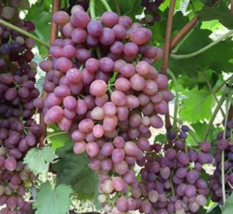 Jupiter Grape Plant Seedling