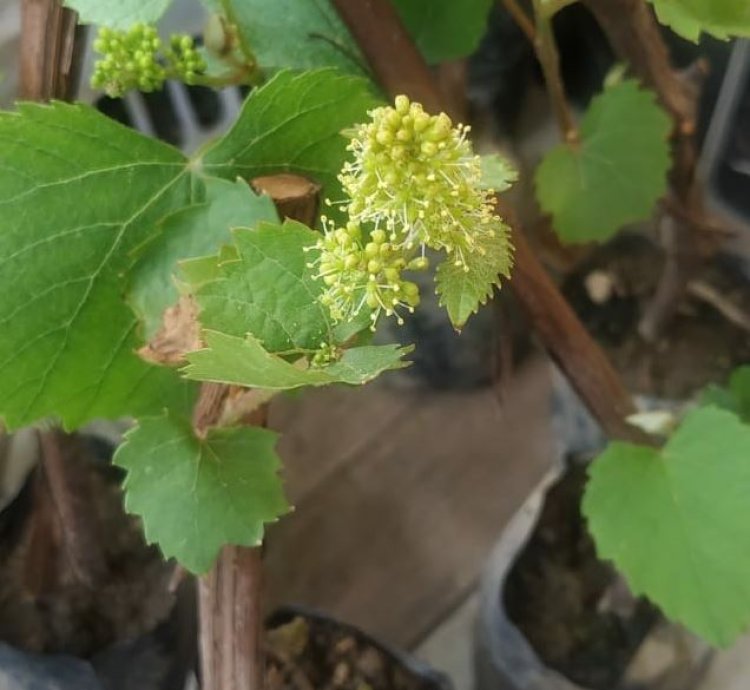 Isabella Grape Plant Seedling