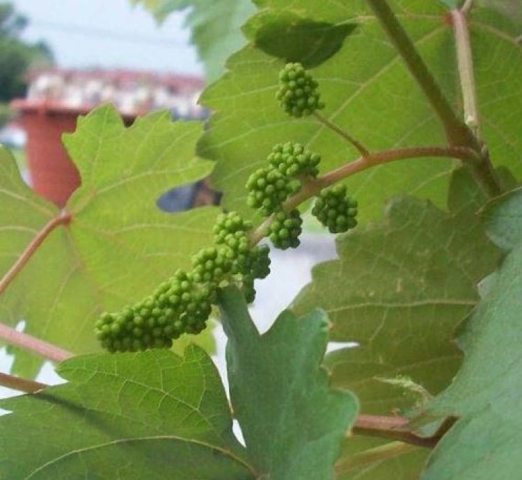 Isabella Grape Plant Seedling