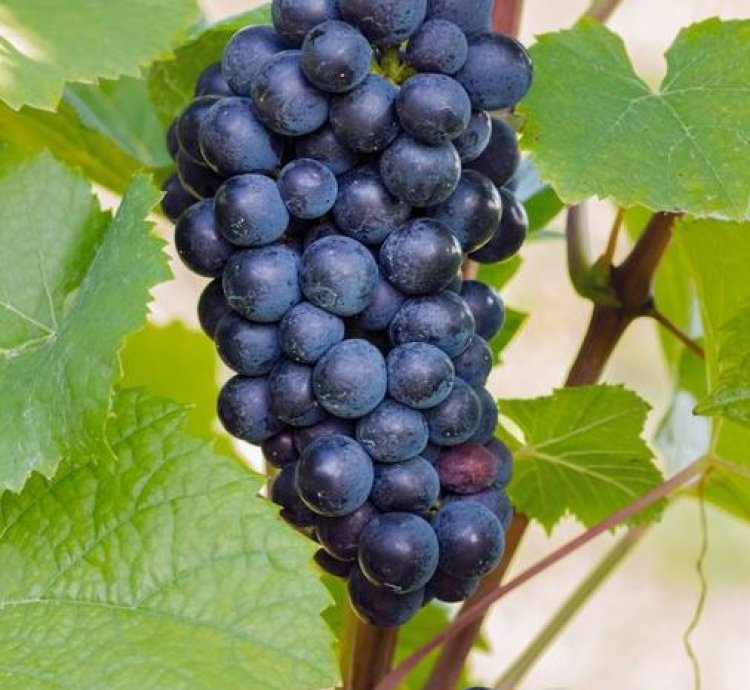 Isabella Grape Plant Seedling