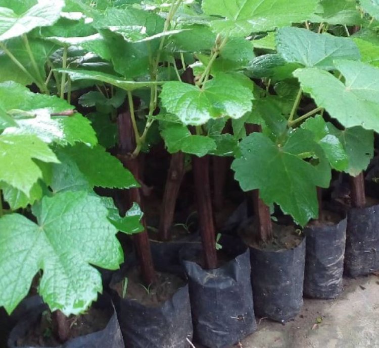 Red Master Grape Plant Seedling