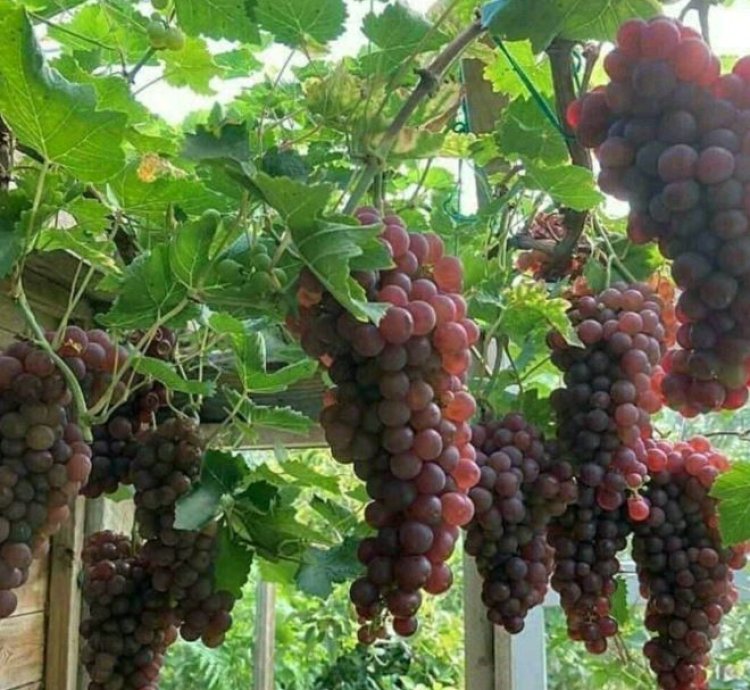 Red Master Grape Plant Seedling