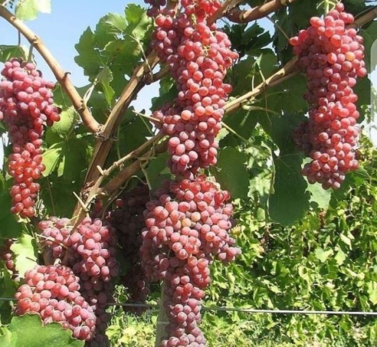 Red Master Grape Plant Seedling
