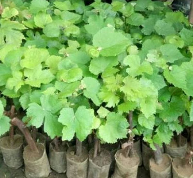Red Globe Grape Plant Seedling