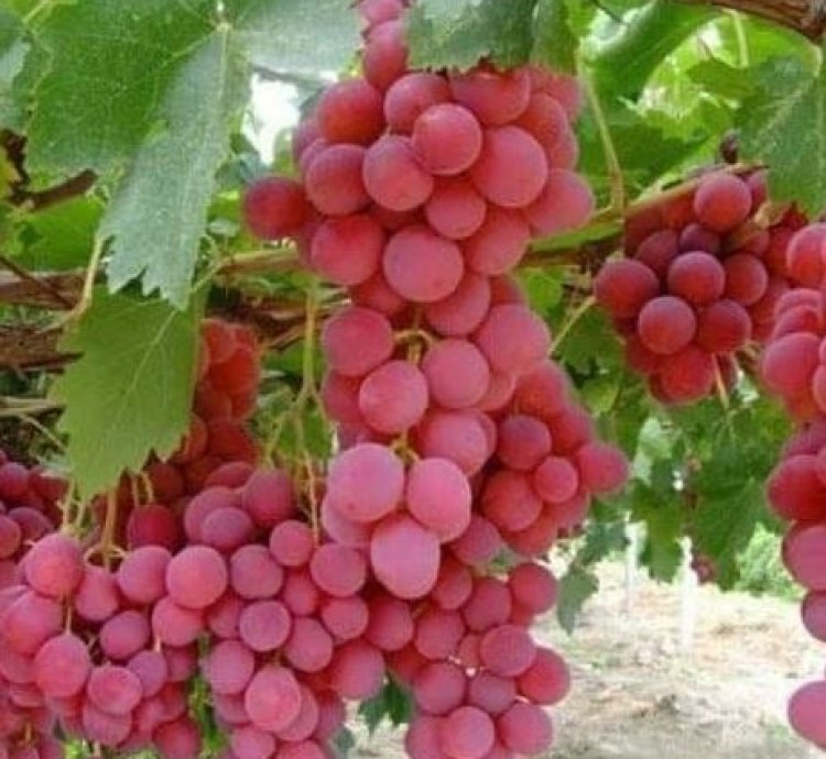 Red Globe Grape Plant Seedling
