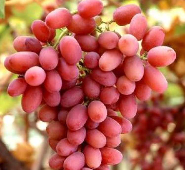 Red Globe Grape Plant Seedling