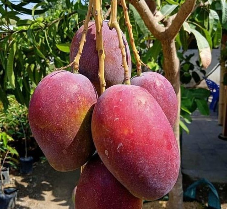 Irwin Mango Plant Seedling