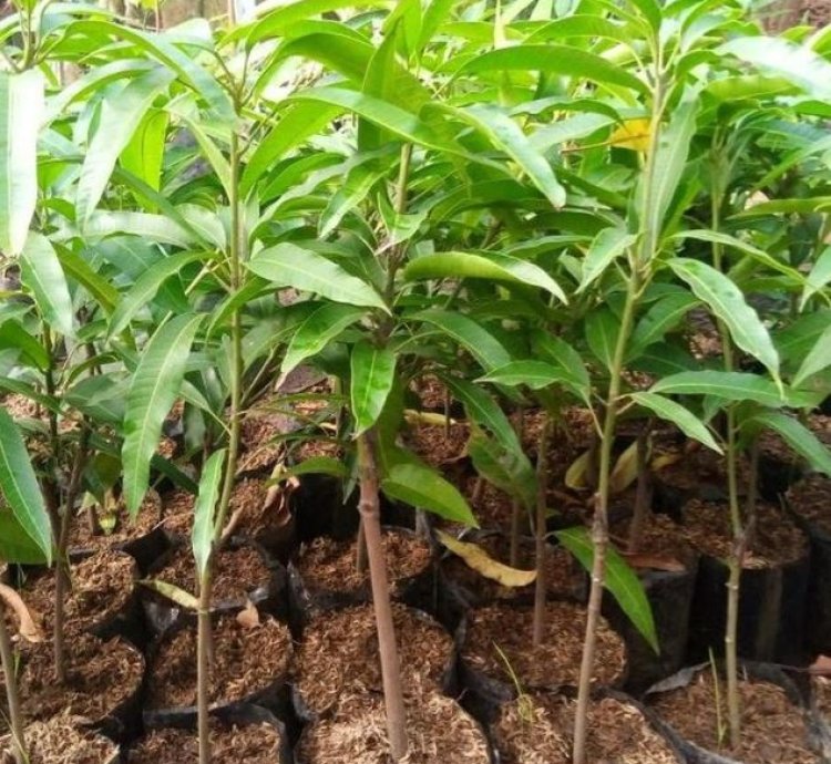 Irwin Mango Plant Seedling