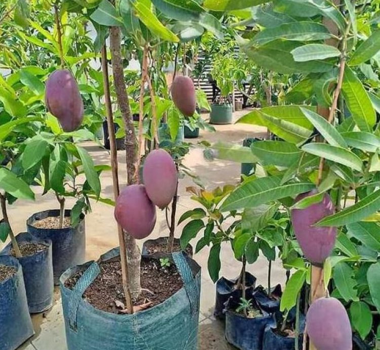 Irwin Mango Plant Seedling