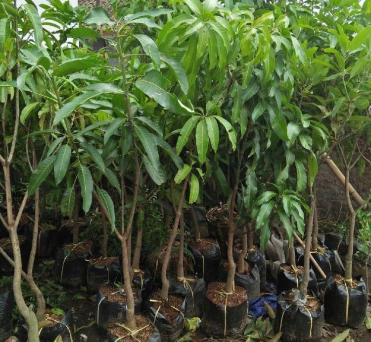 Super Manalagi Mango Plant Seedling