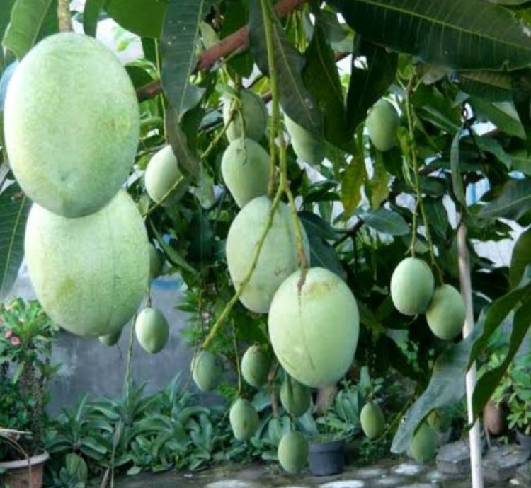 Super Manalagi Mango Plant Seedling