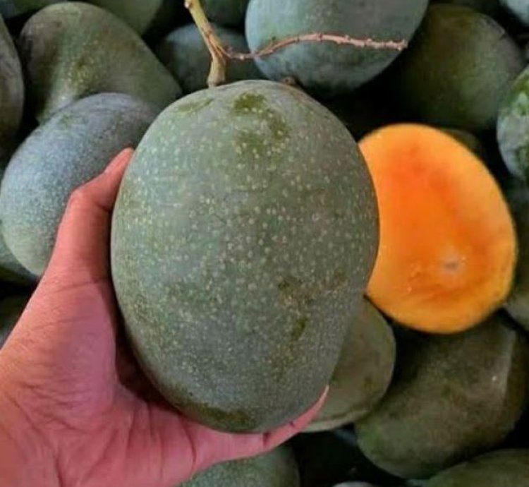 Super Manalagi Mango Plant Seedling