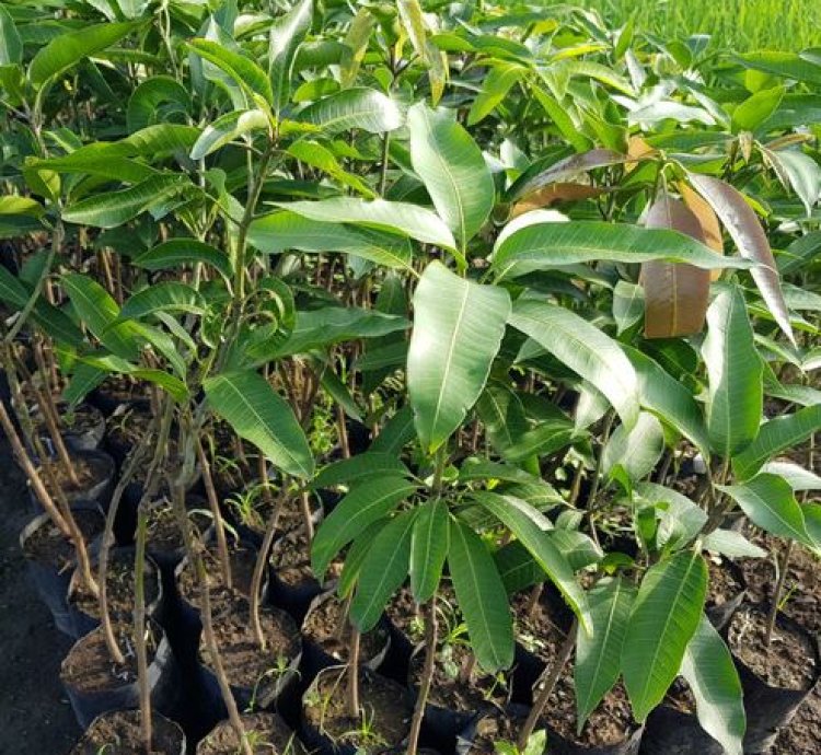 Golek Mango Plant Seedling