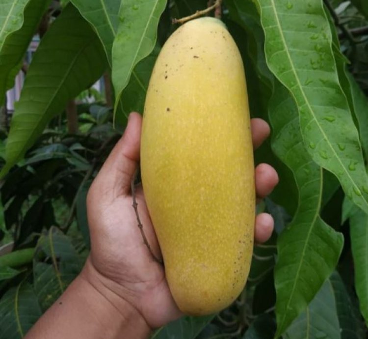 Golek Mango Plant Seedling