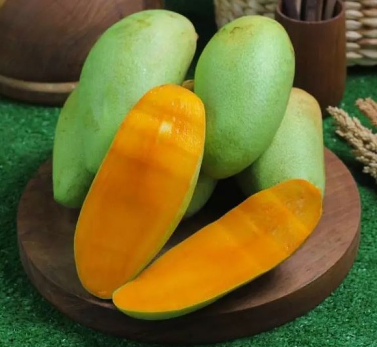 Golek Mango Plant Seedling