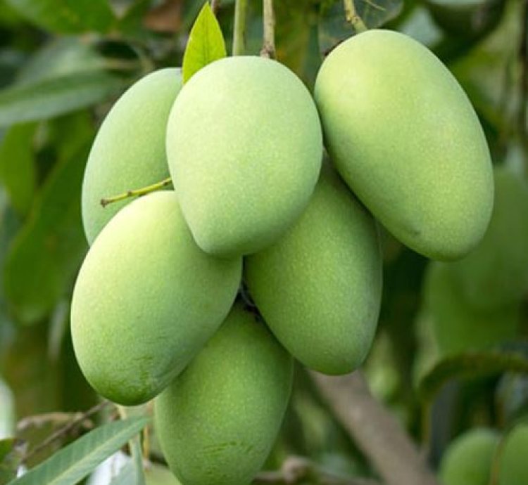 African Honey Mango Plant Seedling