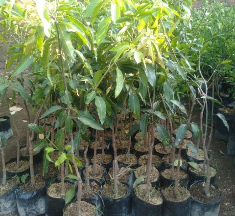African Honey Mango Plant Seedling