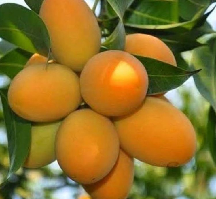 African Honey Mango Plant Seedling