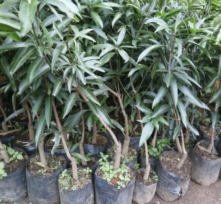 Gedong Gincu Mango Seedling