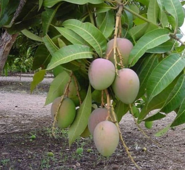 Gedong Gincu Mango Seedling