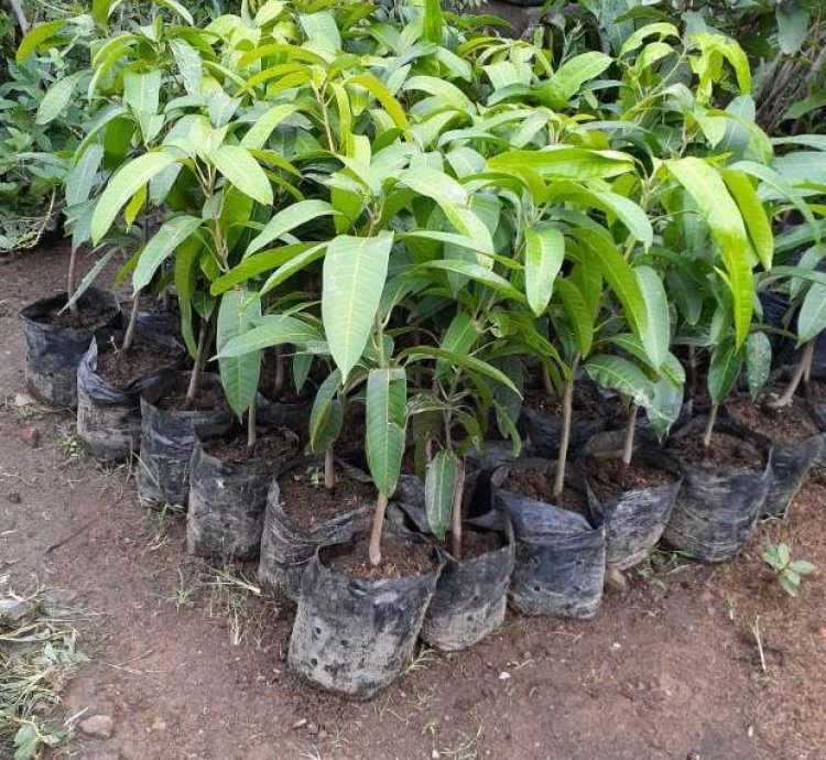 Podang Gunung Mango Seedling