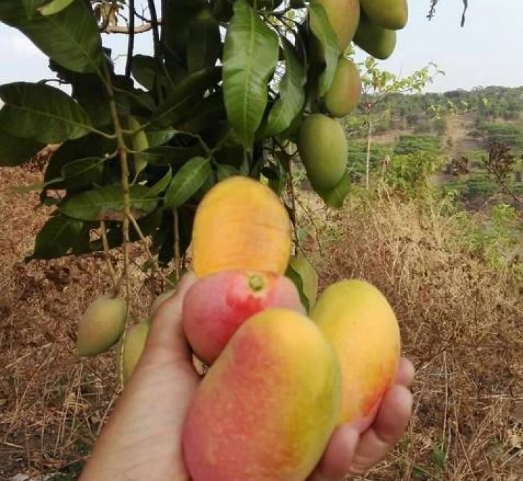 Podang Gunung Mango Seedling
