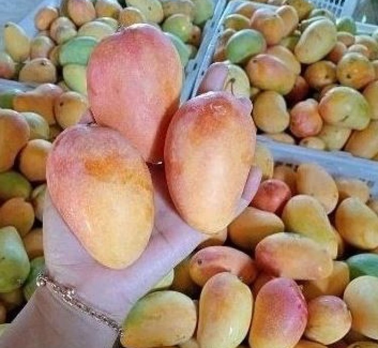 Podang Gunung Mango Seedling
