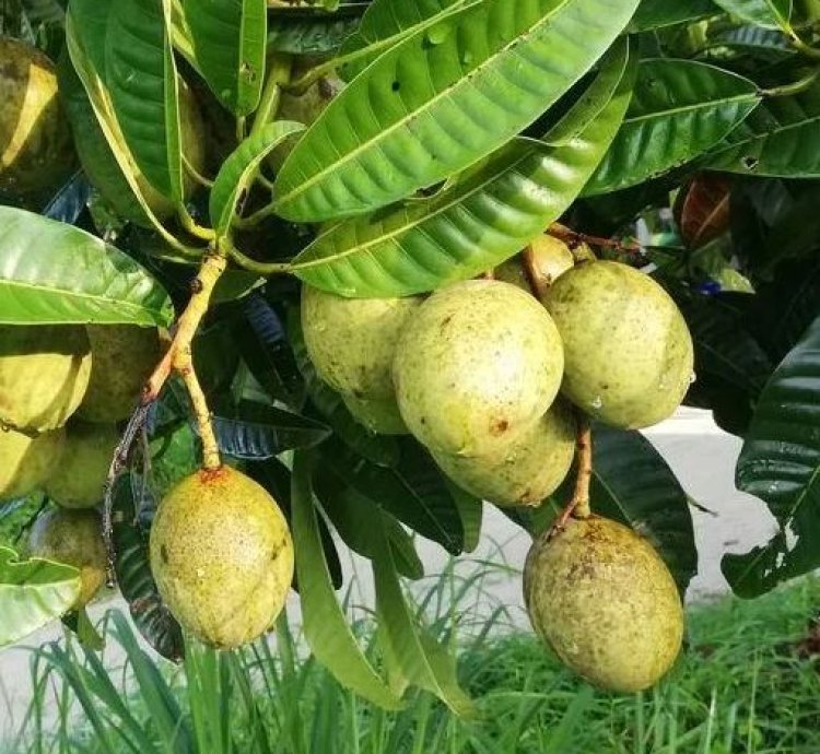 Kweni Mango Seedling
