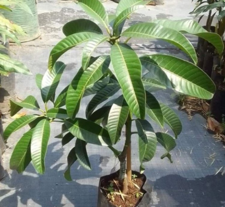 Kweni Mango Seedling