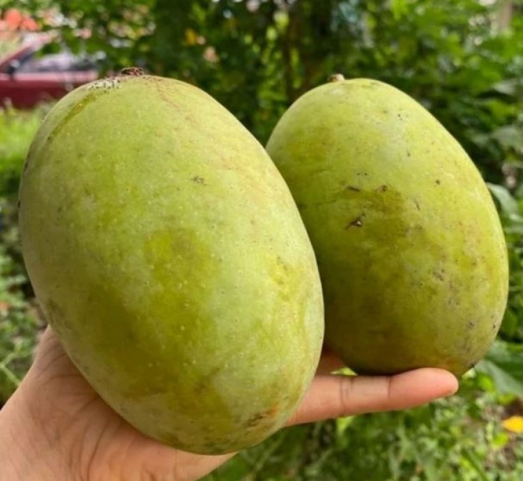 Kweni Mango Seedling