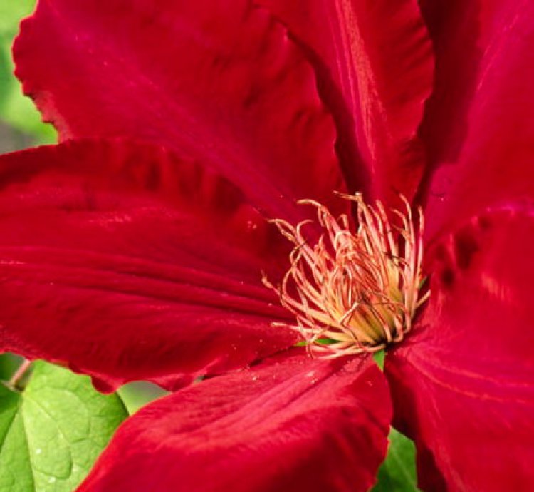 Rebecca Clematis