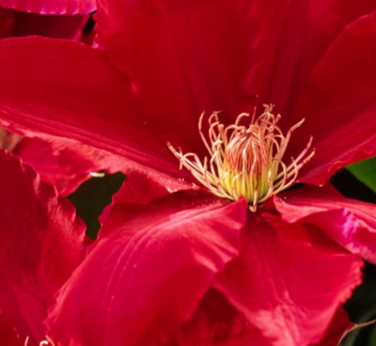 Rebecca Clematis