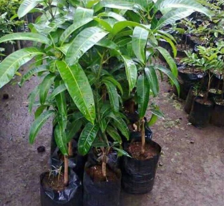 Jumbo Mahatir Mango Seedling