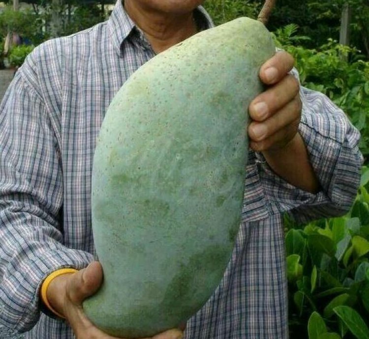 Jumbo Mahatir Mango Seedling