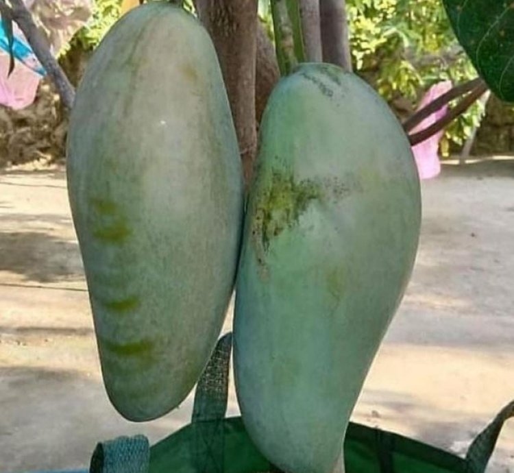 Jumbo Mahatir Mango Seedling