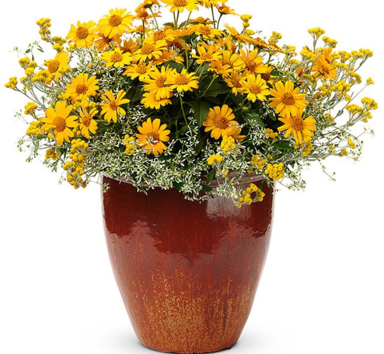 Tuscan Sun False Sunflower