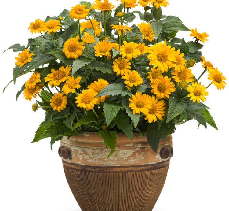Tuscan Sun False Sunflower