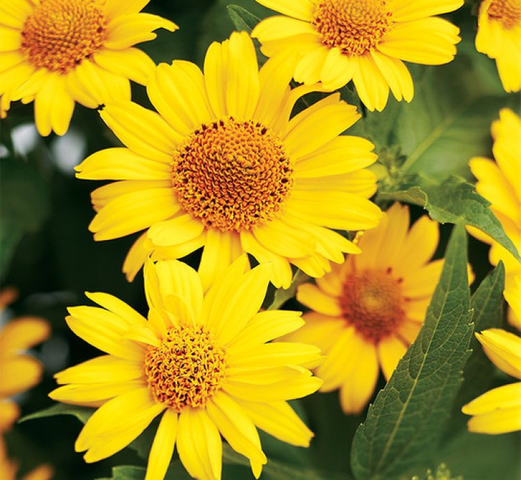 Tuscan Sun False Sunflower