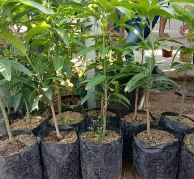 Miyazaki Mango Seedling