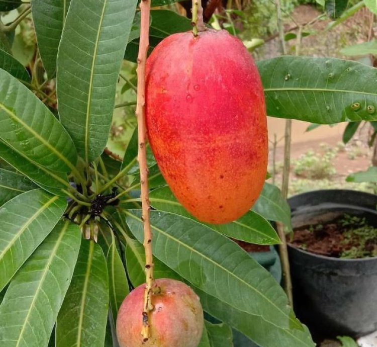 Miyazaki Mango Seedling