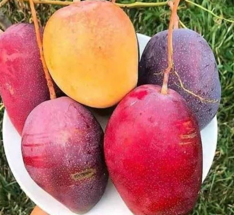 Miyazaki Mango Seedling