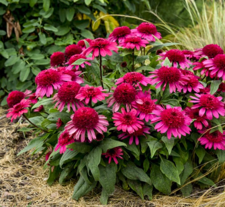 Double Coded Raspberry Beret Coneflower