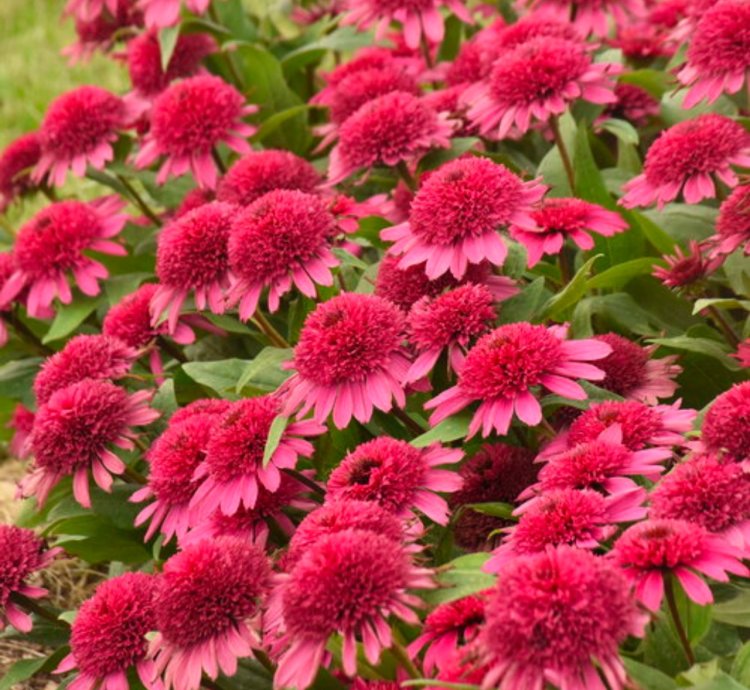 Double Coded Raspberry Beret Coneflower