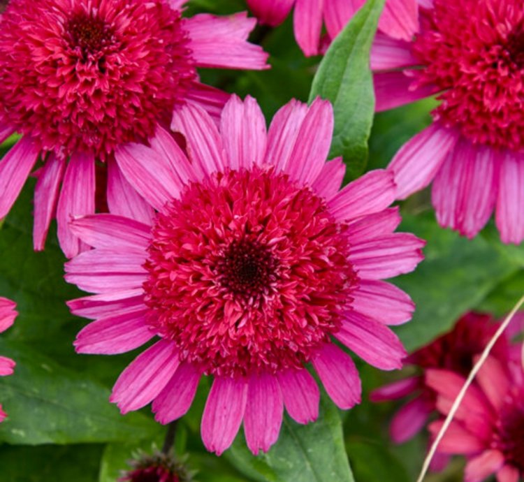 Double Coded Raspberry Beret Coneflower