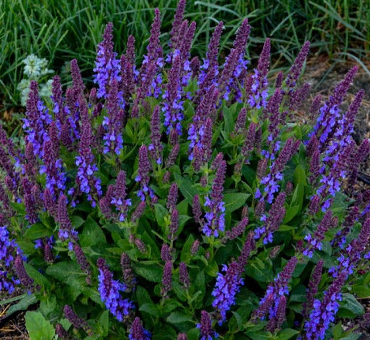 Violet Profusion Salvia